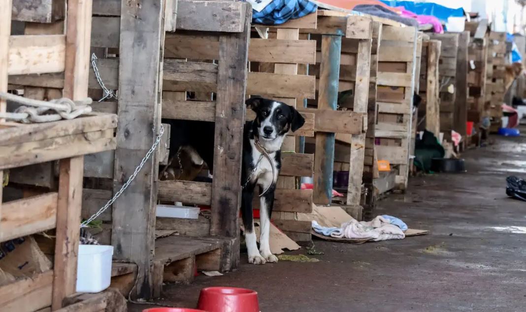 Proteção e bem-estar animal na pauta